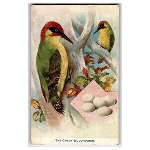 Raphael Tuck "Aquarette" Green Woodpecker Birds & Eggs Postcard 1908